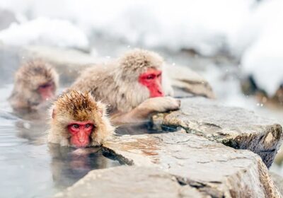 From Tokyo: Nagano & Snow Monkey Park Day Private Tour