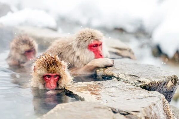 From Tokyo: Nagano & Snow Monkey Park Day Private Tour