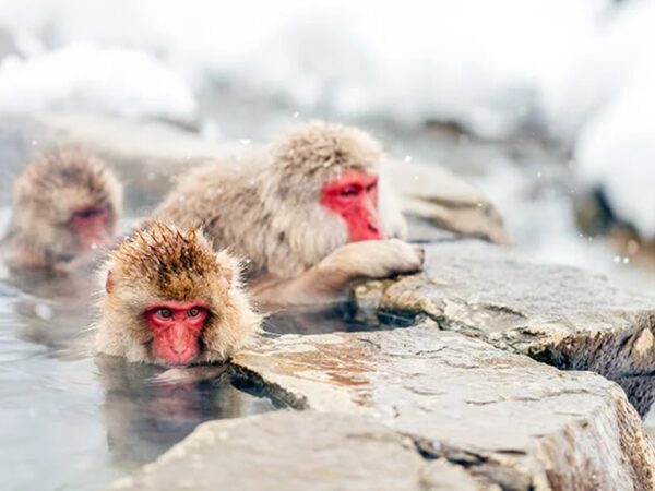 From Tokyo: Nagano & Snow Monkey Park Day Private Tour